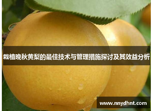 栽植晚秋黄梨的最佳技术与管理措施探讨及其效益分析